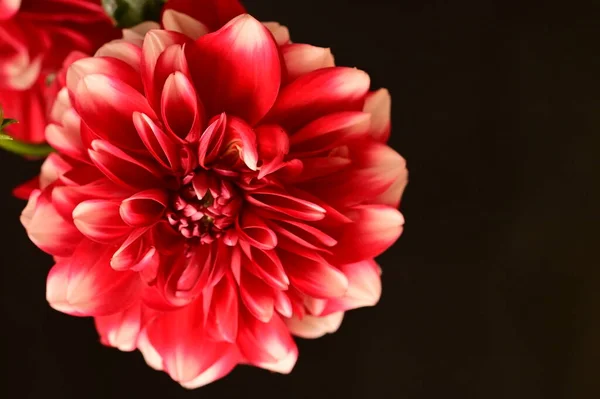 Koyu Arkaplanda Kırmızı Çiçeği Kapat — Stok fotoğraf