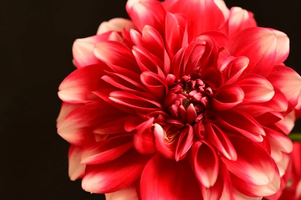 Close Red Flower Dark Background — Stock Photo, Image