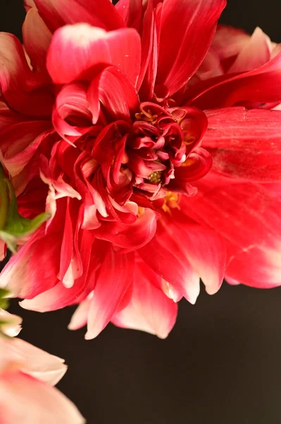 Nahaufnahme Einer Roten Blume Auf Dunklem Hintergrund — Stockfoto