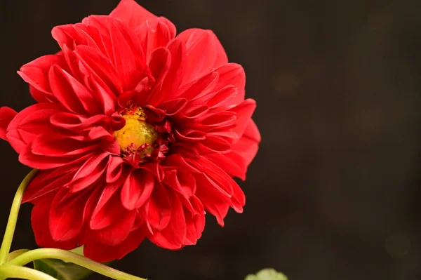 Close Red Flower Dark Background — Stock Photo, Image