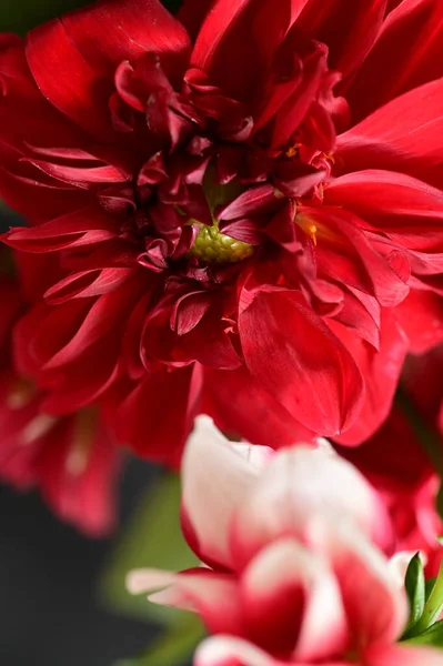 Close View Beautiful Red Flowers Floral Concept — Stock Photo, Image