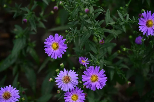 Крупним Планом Вид Красиві Фіолетові Квіти Саду — стокове фото