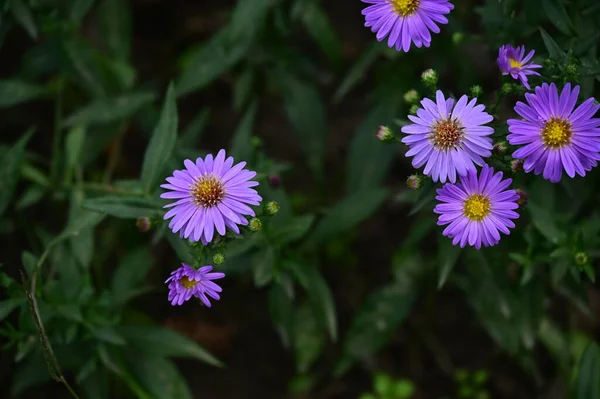 Closeup View Beautiful Purple Flowers Garden — Stock Photo, Image