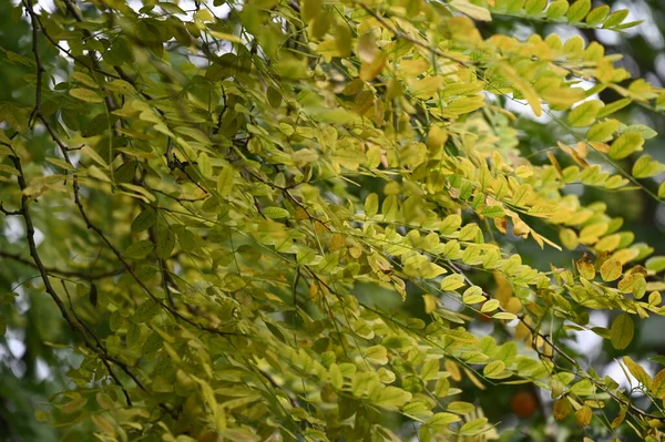 Zelené Listy Stromu Flóry Listoví Koncepce — Stock fotografie