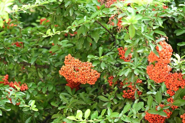 Arbusto Pyracantha Coccinea Belo Jardim Outono — Fotografia de Stock