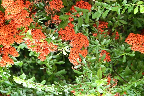Buisson Pyracantha Coccinea Beau Jardin Automne — Photo