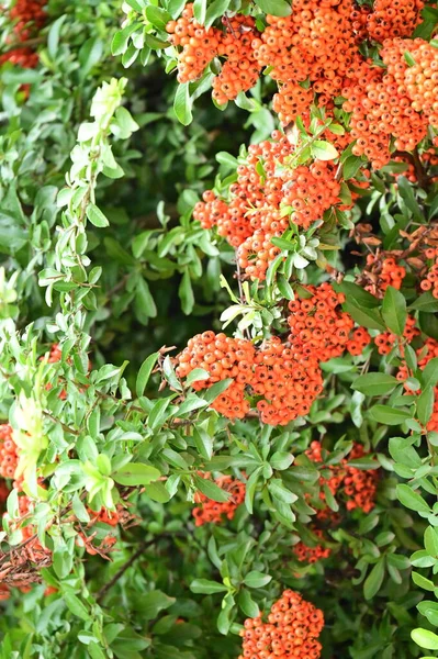 Bush Pyracantha Coccinea Beautiful Autumn Garden — Stock Photo, Image