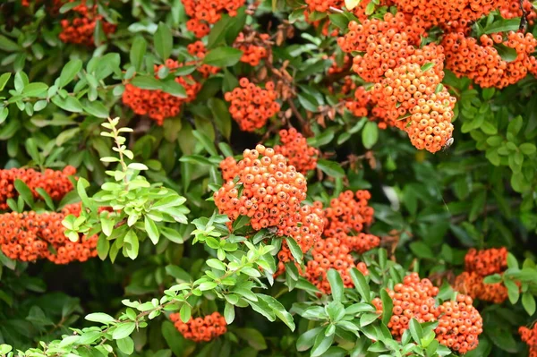 Strauch Von Pyracantha Coccinea Schöner Herbstgarten — Stockfoto