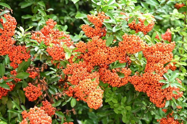 Pyracantha Coccinea çalısı. Güzel sonbahar bahçesi.