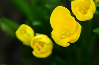 Bahçedeki güzel sarı çiçekleri kapat.