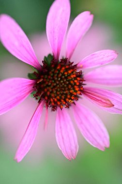 Bahçedeki güzel pembe çiçeklerin yakın görüntüsü