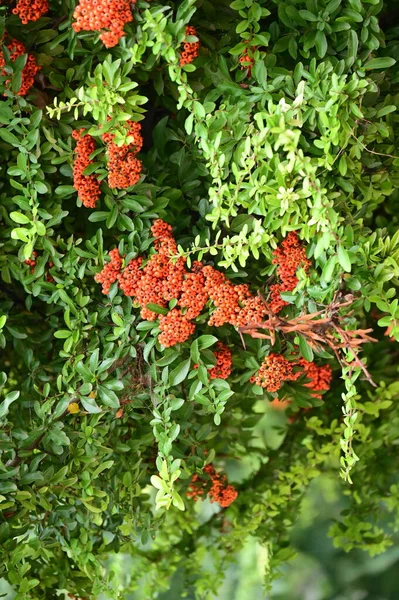 Krzew Pyracantha Coccinea Piękny Jesienny Ogród — Zdjęcie stockowe