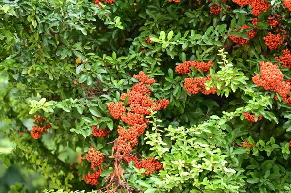 Strauch Von Pyracantha Coccinea Schöner Herbstgarten — Stockfoto