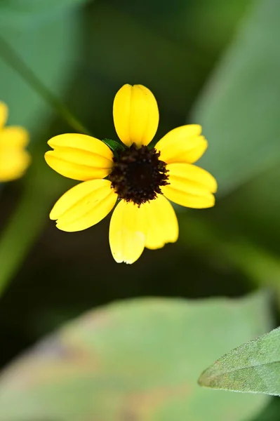 Vista Cerca Hermosas Flores Amarillas Jardín — Foto de Stock