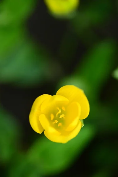 Vue Rapprochée Belles Fleurs Jaunes Dans Jardin — Photo