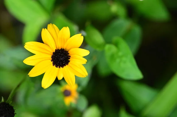 Close Zicht Mooie Gele Bloemen Tuin — Stockfoto