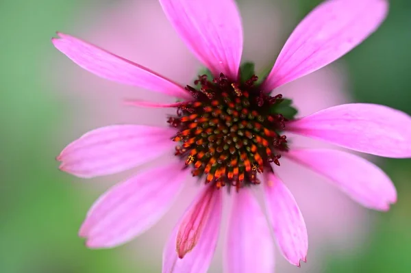Close View Beautiful Pink Flowers Garden — Stok fotoğraf