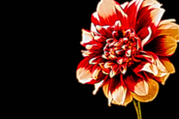 Nahaufnahme Von Schönen Roten Blumen Florales Konzept — Stockfoto