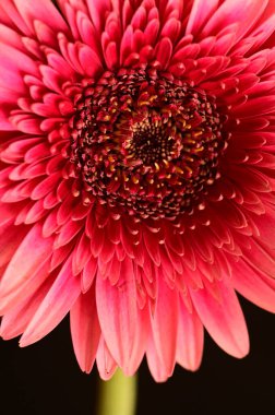 Koyu arkaplanda kırmızı çiçeği kapat