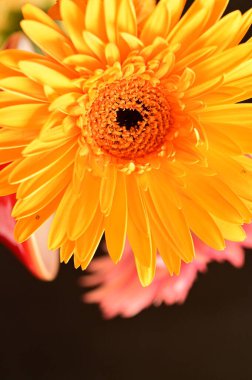 Güzel parlak çiçek, kapat 