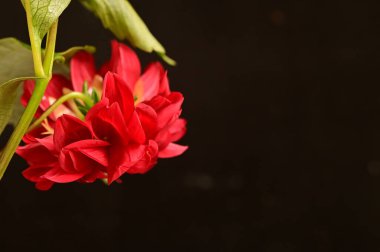 Koyu arkaplanda kırmızı çiçeği kapat