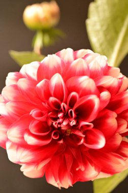 Güzel kırmızı çiçeklerin yakın görüntüsü, çiçek konsepti