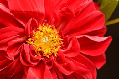 Koyu arkaplanda kırmızı çiçeği kapat