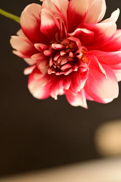 美しい赤い花や花のコンセプトを間近で見ることができます — ストック写真