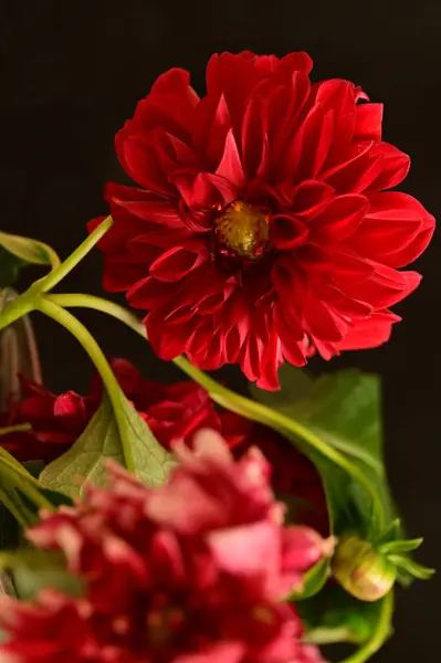 Close View Beautiful Red Flowers Floral Concept — Stock Photo, Image