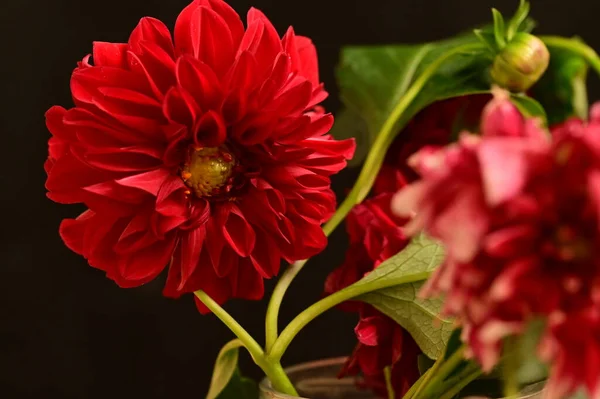 Close View Beautiful Red Flowers Floral Concept — Stock Photo, Image