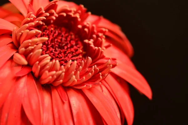 Κοντινό Πλάνο Του Κόκκινου Λουλουδιού Σκούρο Φόντο — Φωτογραφία Αρχείου