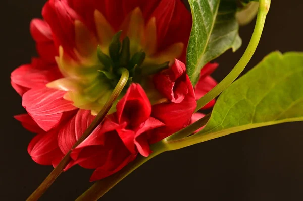 Крупным Планом Красный Цветок Темном Фоне — стоковое фото