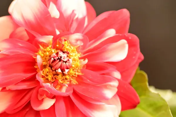 Крупним Планом Вид Красиві Червоні Квіти Квіткова Концепція — стокове фото