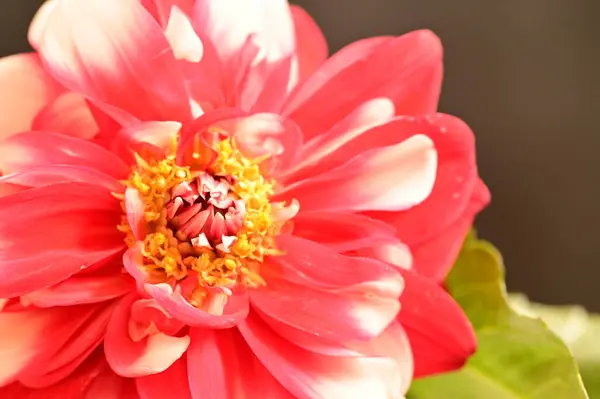 Close View Beautiful Red Flowers Floral Concept — Stock Photo, Image