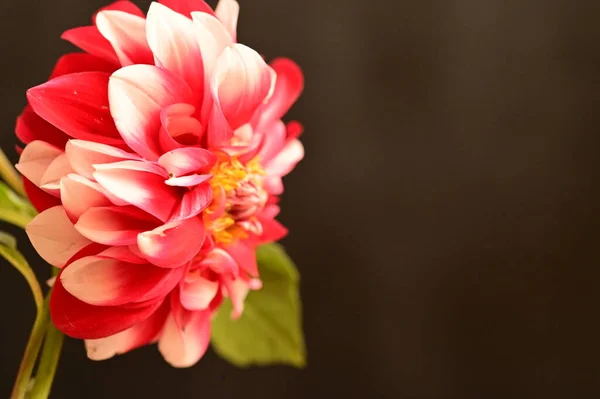 Vista Perto Belas Flores Vermelhas Conceito Floral — Fotografia de Stock