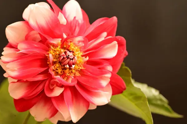 아름다운 가까이 꽃무늬 — 스톡 사진