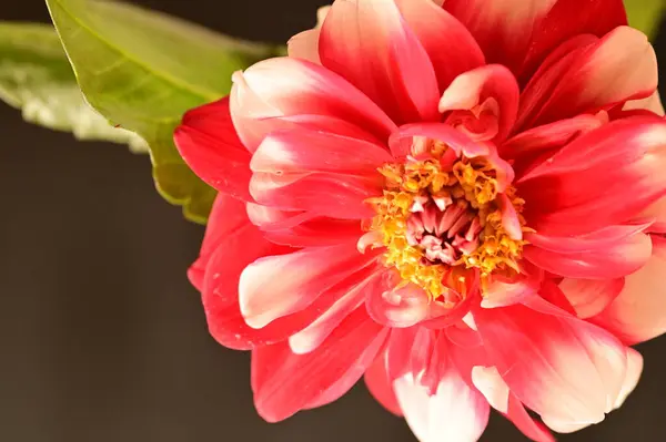 아름다운 가까이 꽃무늬 — 스톡 사진