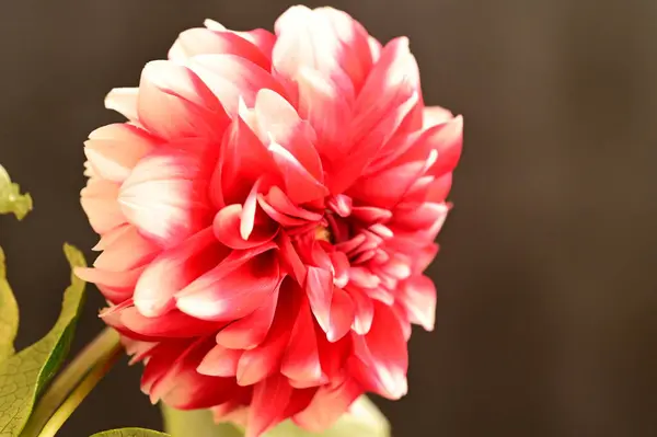 Zbliżenie Czerwony Kwiat Ciemnym Tle — Zdjęcie stockowe