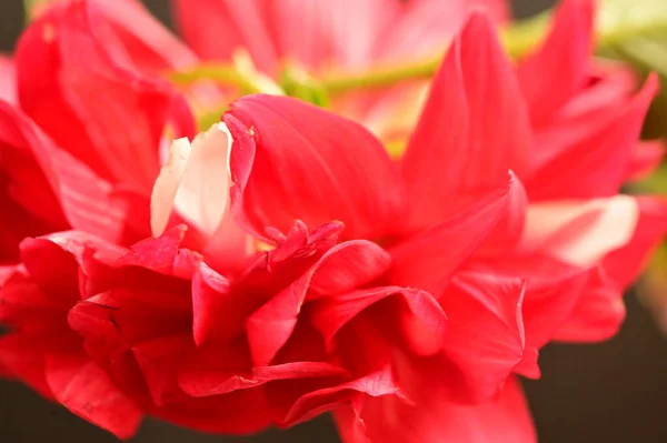 Primer Plano Flor Roja Sobre Fondo Oscuro — Foto de Stock