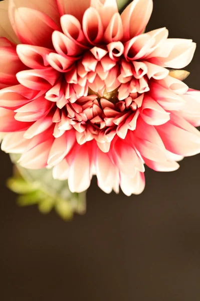 stock image beautiful  bright  flower, close up 