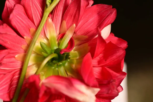 Крупним Планом Червона Квітка Темному Фоні — стокове фото