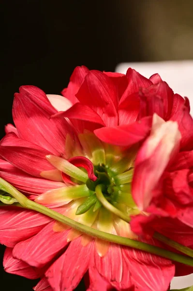 close up of red flower on dark background