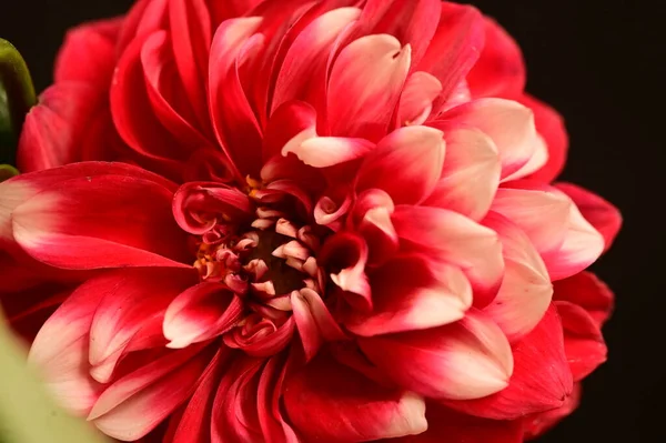 Närbild Röd Blomma Mörk Bakgrund — Stockfoto