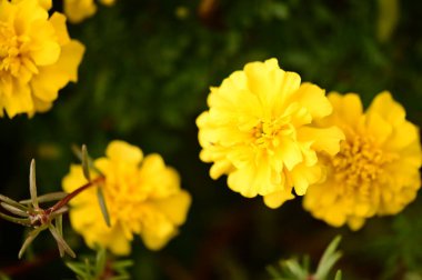 Bahçedeki güzel sarı çiçekleri kapat.