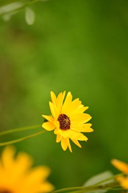 Bahçedeki güzel sarı çiçekleri kapat.