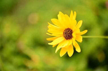 Bahçedeki güzel sarı çiçekleri kapat.
