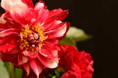 Güzel kırmızı çiçeklerin yakın görüntüsü, çiçek konsepti