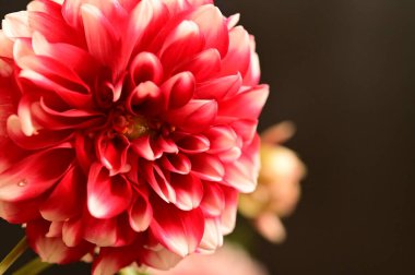 Koyu arkaplanda kırmızı çiçeği kapat