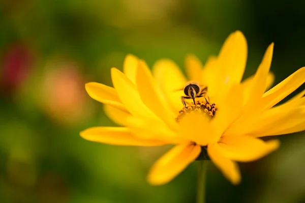 Nahaufnahme Einer Biene Auf Gelben Blumen Garten — Stockfoto