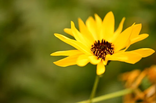 庭の美しい黄色の花を間近に見ることができます — ストック写真